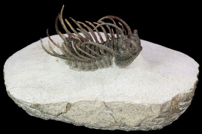 Exceptional Koneprusia Trilobite - long #36590